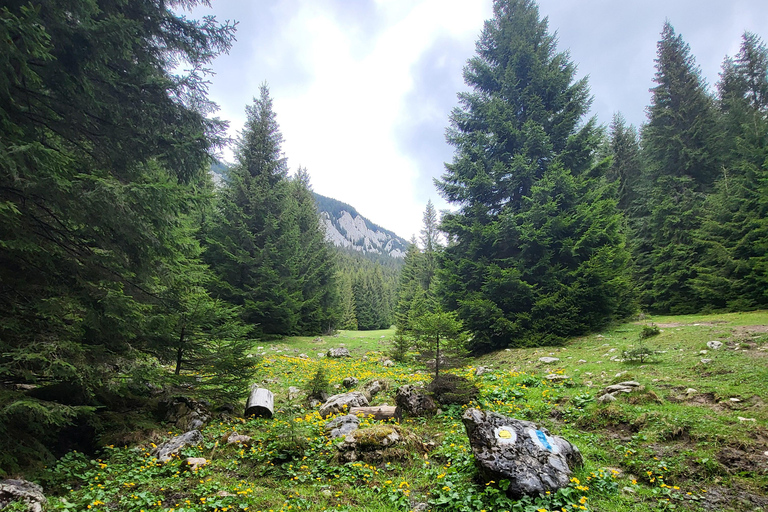 Brașov: Caminhada privada em Piatra Craiului até a cabana CurmaturaBrașov: Caminhada Privada de Piatra Craiului até a Cabana Curmatura