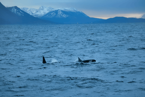 Tromsø: Whale Watching - fast and comfortable catamaran
