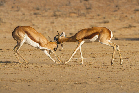 All-Inclusive 4-Day Safari Through Boteti, Pans &amp; Delta