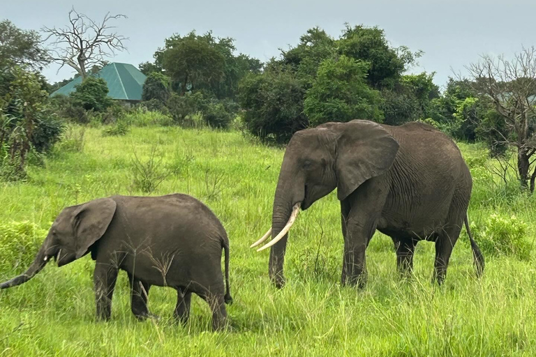 SAFARI WILDLIFE FROM ZANZIBAR TO MIKUMI 3 DAYS 2 NIGTHS