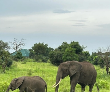 SAFARI DELLA FAUNA SELVATICA 3 GIORNI E 2 NOTTI DA ZANZIBAR A MIKUMI