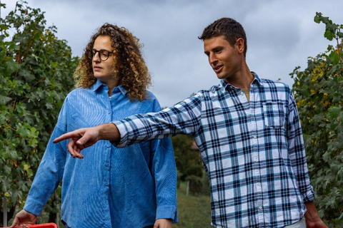 Alba (Grinzane Cavour): Vineyard, Winery, and Tasting Tour Full tour and tasting of 4 wines - Alba near Grinzane Cavour