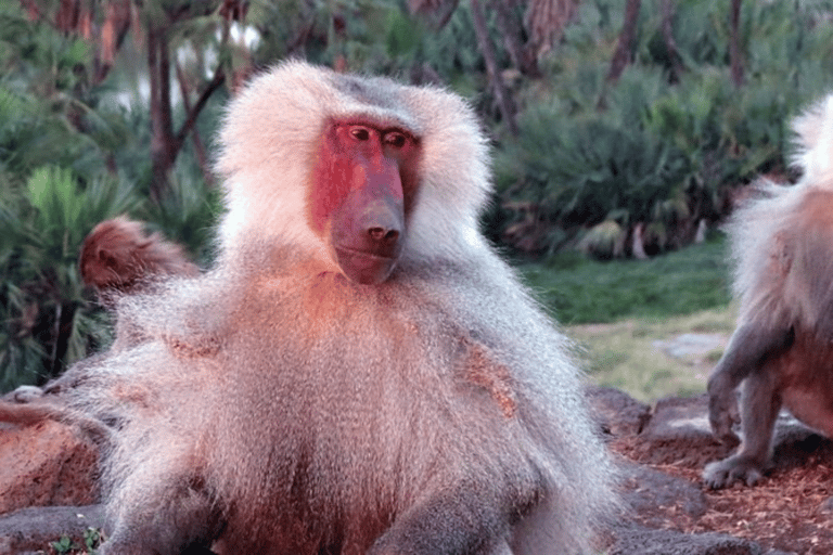 Addis Ababa: 3 Days Awash National park Safari Tour