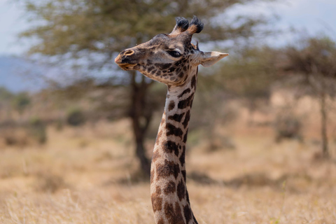 Serengeti Explorer: 6 Tage Privatsafari mit Wildbeobachtung.