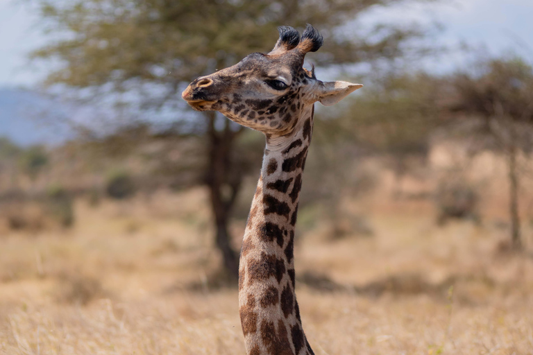 Serengeti Explorer: 6 Tage Privatsafari mit Wildbeobachtung.