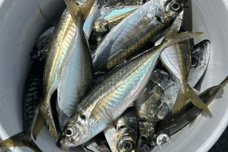 Tokyo: Fishing Adventure & Japanese Cuisine with Your Catch