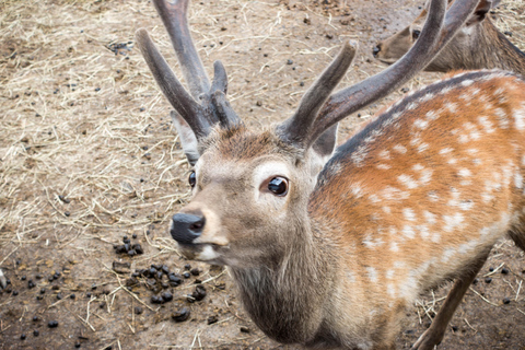 Hokkaido Asahiyama Zoo Tour with Melon Buffet Option Standard Plan No Melon Incruding