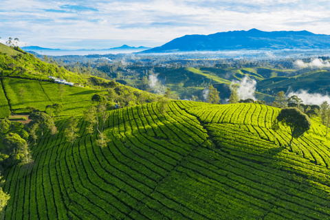 Jakarta : Circuit des lacs du cratère blanc volcanique et des plantations de thé