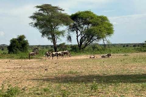 Mombasa: 3-Day Tsavo East/West & Kilimanjaro Views Safari