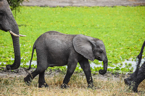 Tarangire National Park Day Trip with Pickup from Arusha