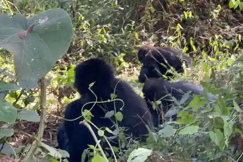 1 Day Gorilla Trekking Trip, Bwindi/Mgahinga Gorilla NP