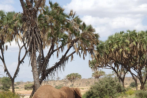 3 Days, 2 nights safari to Samburu National Reserve 3 Days private safari in a 4x4 Landcruiser jeep