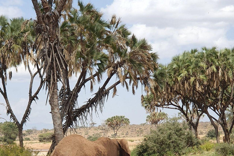 3 Days, 2 nights safari to Samburu National Reserve 3 Days private safari in a 4x4 Landcruiser jeep