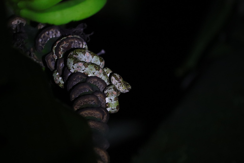 Nattvandring i molnskogenNattvandring i Private Cloud Forest