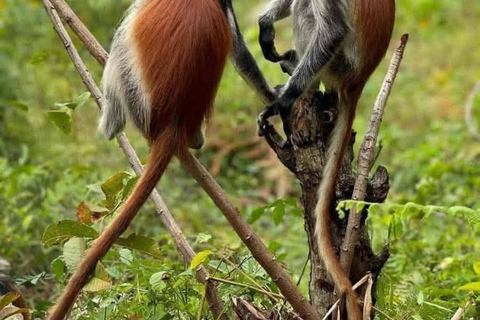 Zanzibar: Jozani Forest, Maalum Cave & Mtende Beach Tour Private Tour with Hotel Pickup (South Zanzibar Only)