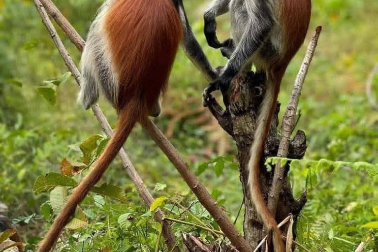 Zanzibar: Jozani Forest, Maalum Cave & Mtende Beach Tour Private Tour with Hotel Pickup (South Zanzibar Only)