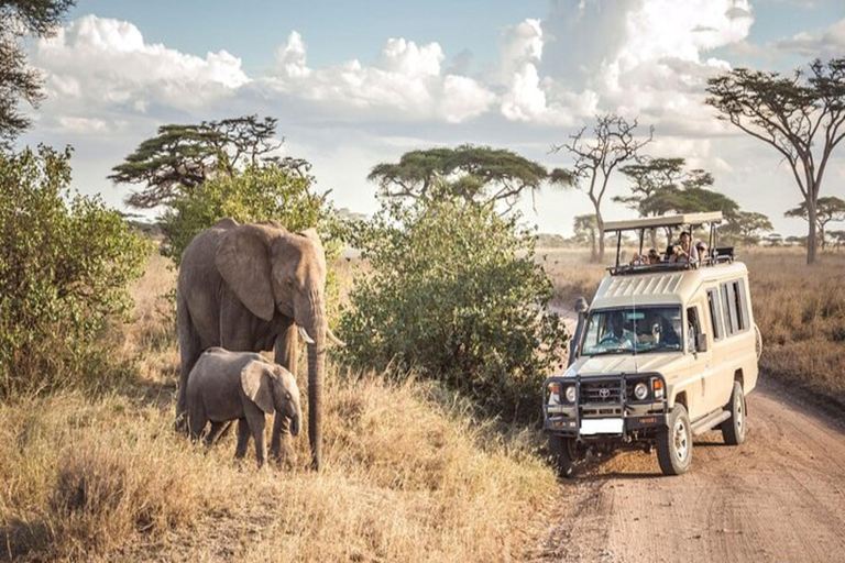 Kenya: 6-Day Rhino Conservation Safari