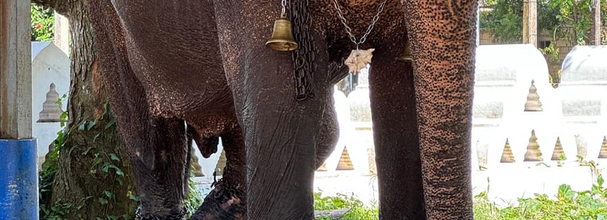 Excursion avec dégustation et environnement vert à Ella