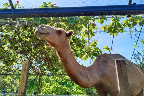 Penang: Balik Pulau Batik Painting &amp; Mini Zoo Petting