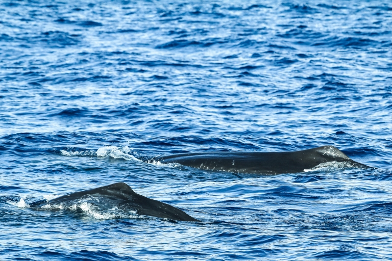 Vanuit Ponta Delgada: walvissen en dolfijnen spottenWalvissen en dolfijnen spotten op Zodiac Boat