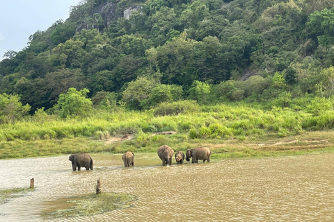 From Airport: 2-Night Sigiriya and Kandalama with Kandy Drop