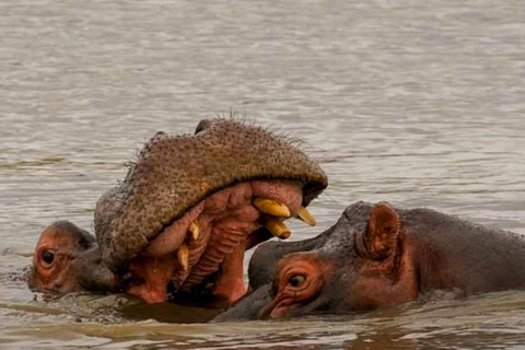 Johannesburg: 10-Day Victoria Falls & Garden Route Tour