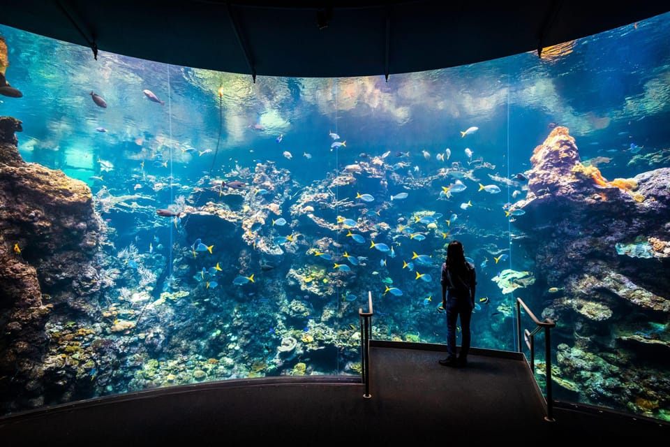 SF: CA Academy of Sciences & Hop-on Hop-off Tour (Save 15%) image 2