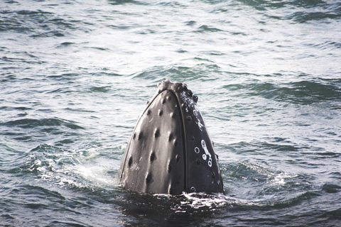 Whale Watching from Akureyri - Small Group Tour (Hjalteyri)