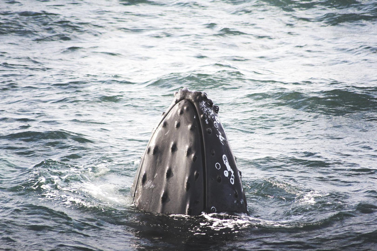 Whale Watching from Akureyri - Small Group Tour (Hjalteyri)