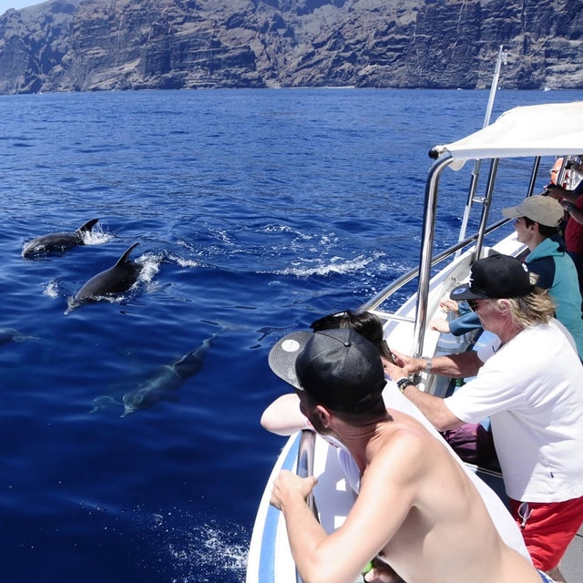 Los Gigantes: Whale or Dolphin Watching Tour and Swim in Masca