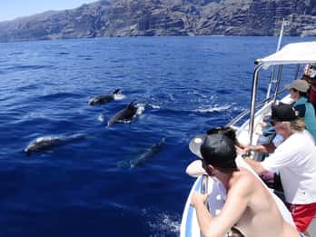 Los Gigantes: Tour di osservazione delle balene o dei delfini e bagno a Masca