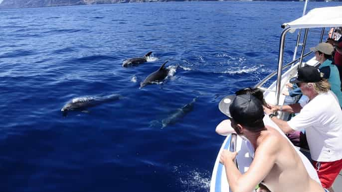 Los Gigantes: Tour de avistamiento de ballenas o delfines y baño en Masca