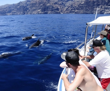 Los Gigantes: Whale-watching cruise or dolphin watching tour and swim in Masca