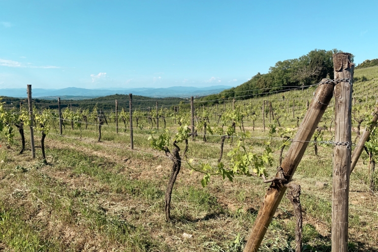 De Florence: visite des vignobles du Chianti avec dégustationVisite des vignobles de Chianti Hills en italien avec dégustation