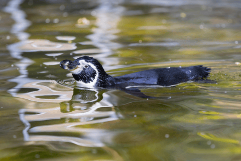 Bilet jednodniowy do zoo w Schwerinie