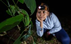 Tortuguero: Night Wildlife Spotting and Jungle Walk Tour