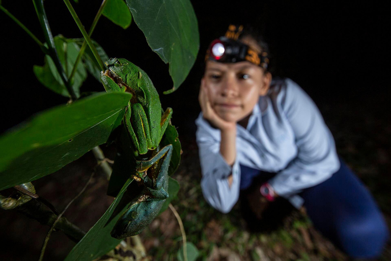 Tortuguero: Excursão noturna para observação da vida selvagem e caminhada na selvaTortuguero: Caminhada nocturna