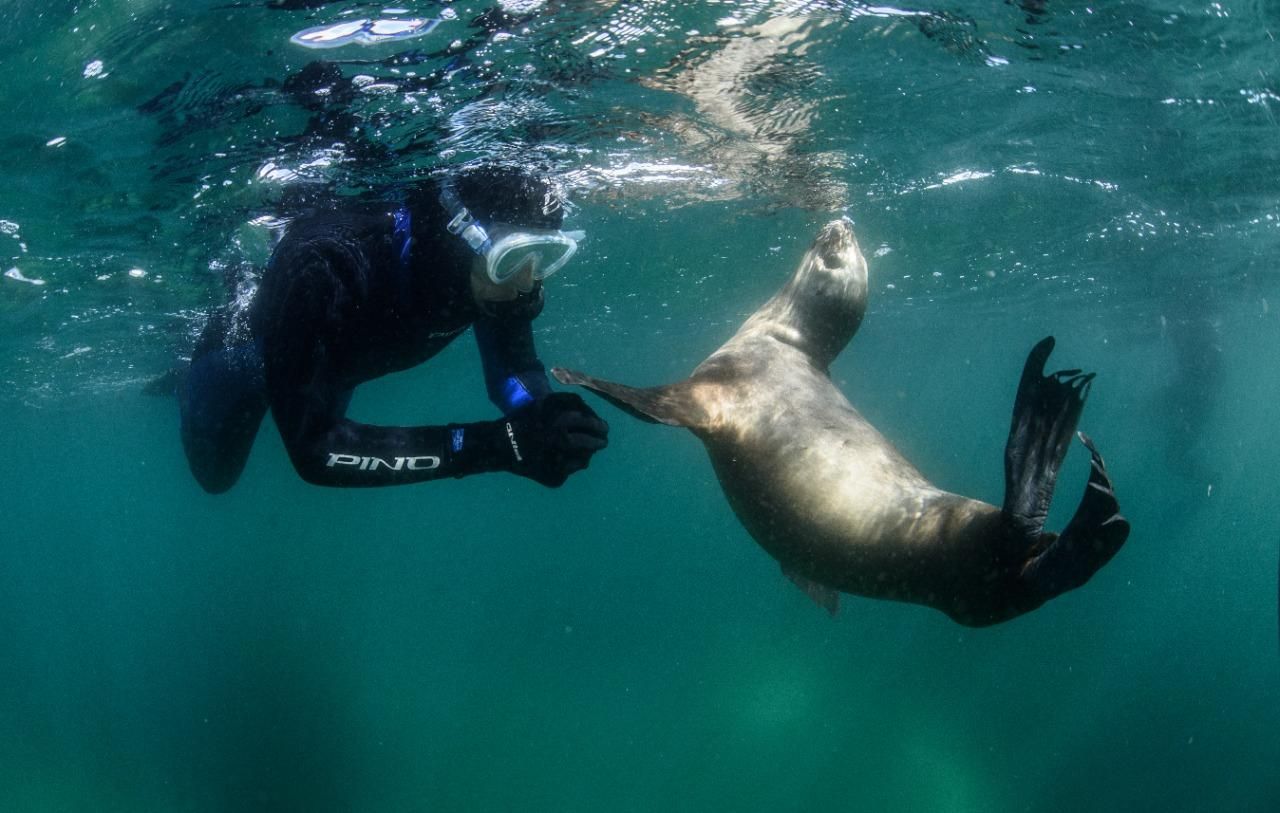 PUERTO MADRYN , SCHNORCHELN MIT SEELÖWEN