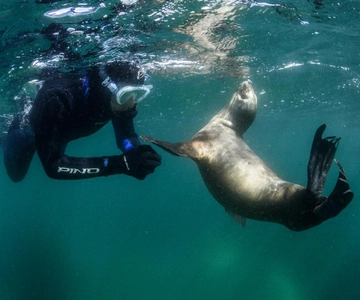 PUERTO MADRYN , SNORKEL CON LEONES MARINOS