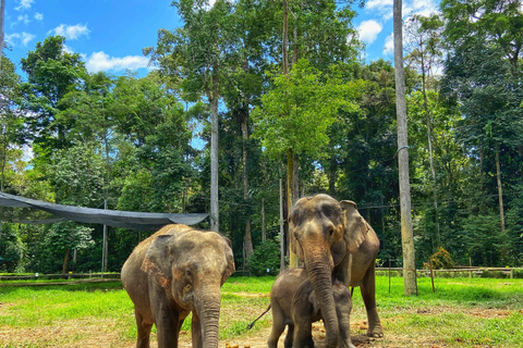 Au départ de Kuala Lumpur : Excursion d'une journée au sanctuaire des éléphants de Kuala GandahVisite partagée au lieu de rendez-vous Options