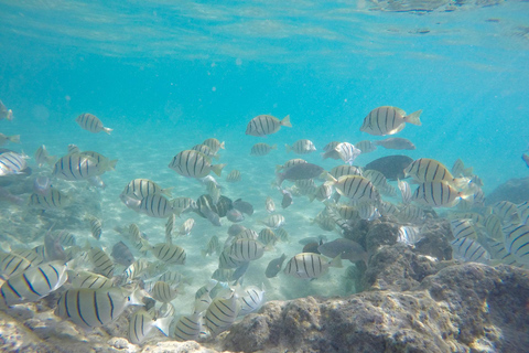 Plongée en apnée et mangroves avec déjeuner à la plage blanche de Baru Cartagena