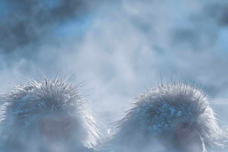 From Tokyo & Nagano: Snow Monkey Private Customizable Tour
