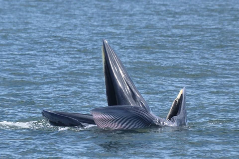 From Pattaya: Upper Gulf of Thailand Whale Watching Day Tour