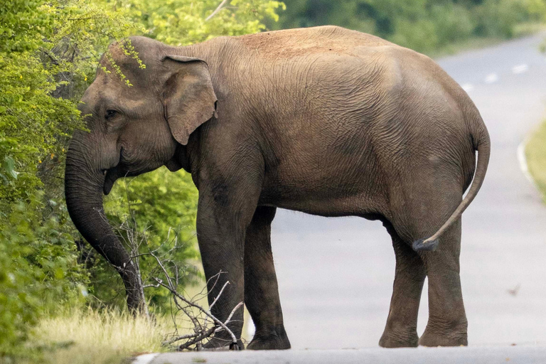 Sri Lanka: 8-Day Big Five Safari & Blue Whale Watching Tour