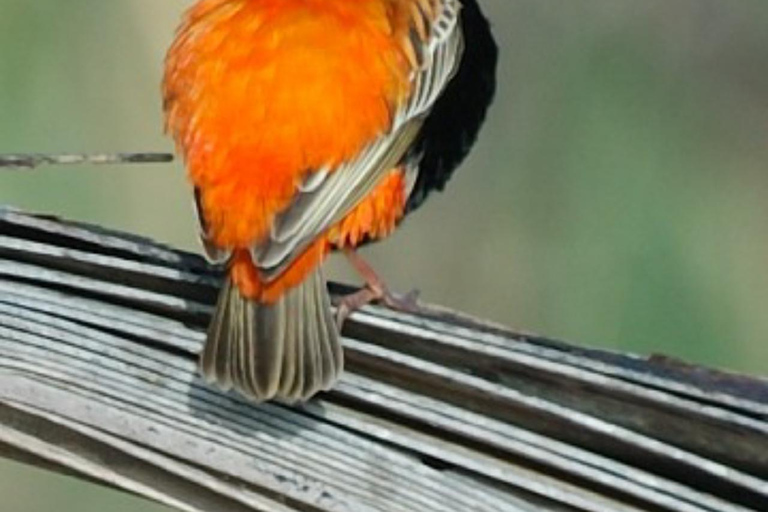 Zanzibar: Birdwatching Tour with Pickup