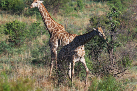 Pilanesberg Nature Safari: Guided Wildlife Tour Morning Safari Experience