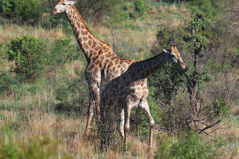 Pilanesberg Nature Safari: Guided Wildlife Tour Morning Safari Experience