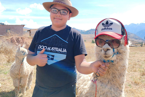 Cusco: Llama and Alpaca Trekking in the Sacred Valley