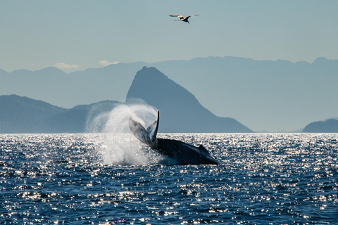 The Rio´s Ultimate Whale Whatching Experience THE RIO´S ULTIMATE WHALE WHATCHING