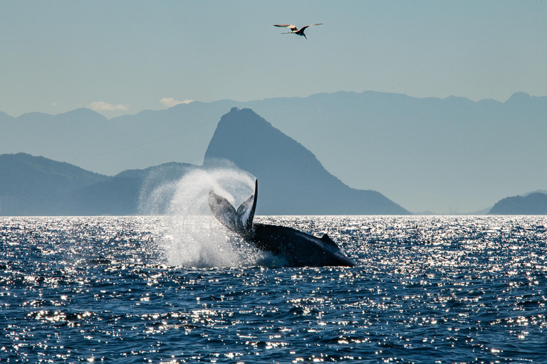 The Rio´s Ultimate Whale Whatching Experience THE RIO´S ULTIMATE WHALE WHATCHING